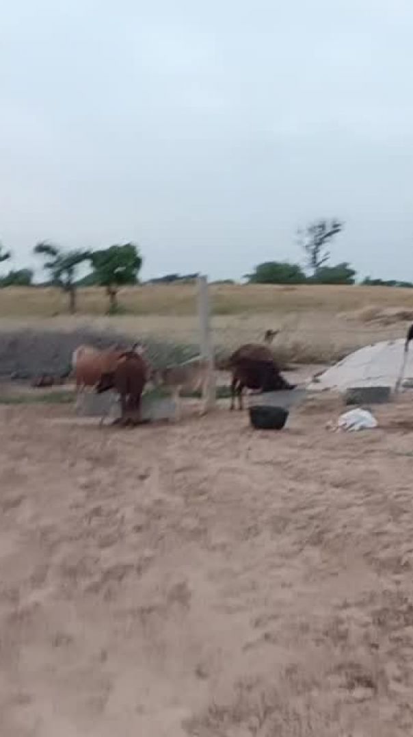 Farming life