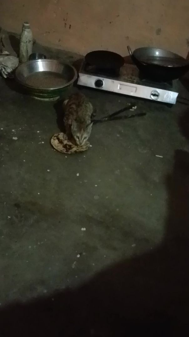 video_20260323_022536 cat is very hungry 😔