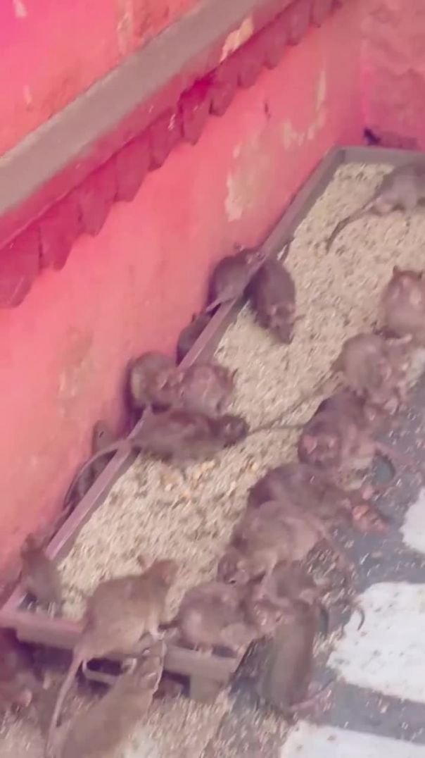 FB_VID_922033245837947661