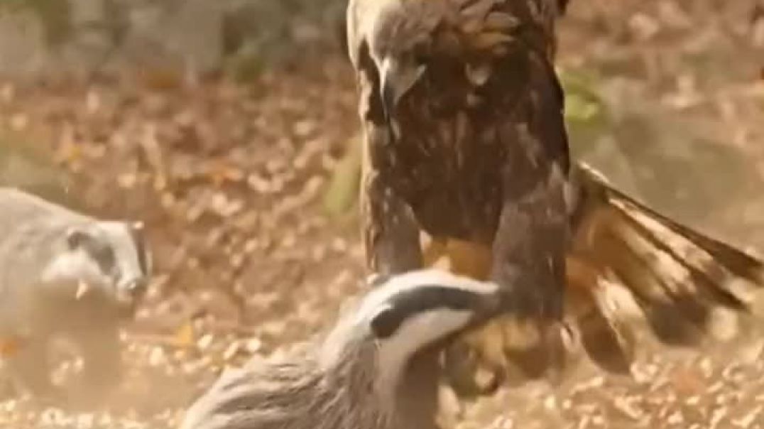 ⁣Egle Attack Wild Animals