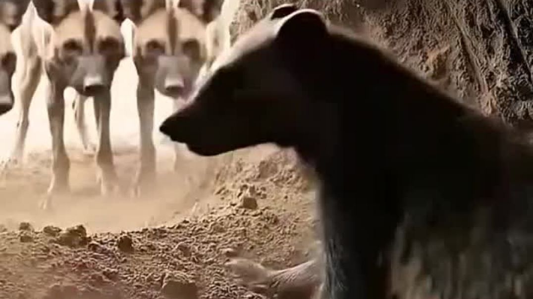 ⁣Hynna Attack Wild Animals Part 1
