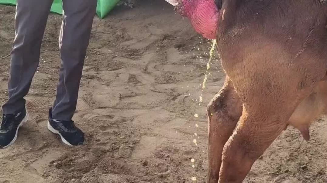 ⁣आज हमने गाय के गर्भाशय प्रोलैप्स का सफल इलाज किया | Emergency Case | Full Treatment Video 🐄💉