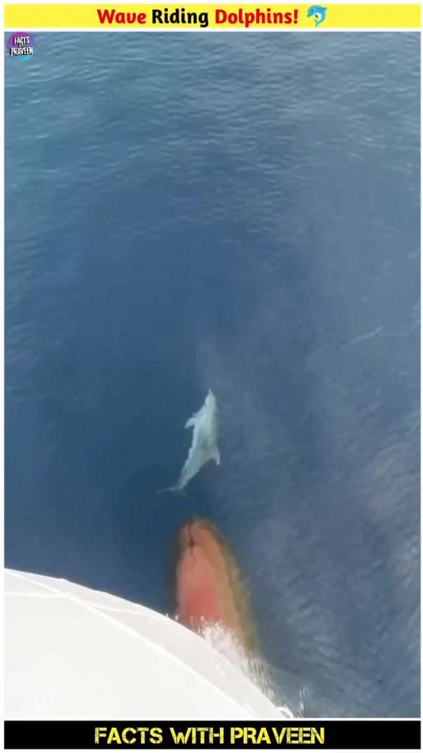 ⁣The Secret Behind Dolphins & Ships! 🐬😲