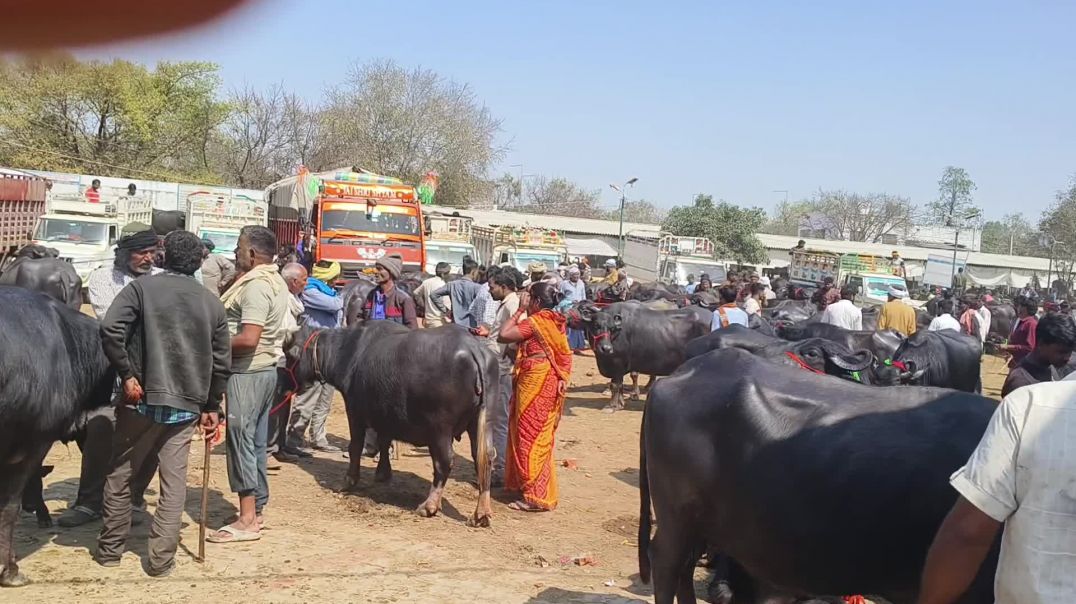 ⁣Aaj Ham bhains ke bajar ghumne gaye the