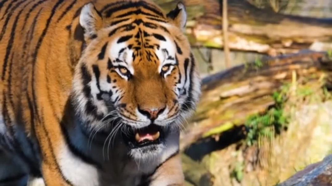 ⁣Beautiful Nature Animal Wildlife 4k Ultra Video