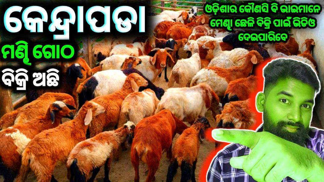 ⁣Sheep Farming kendrapada//sheep livestock