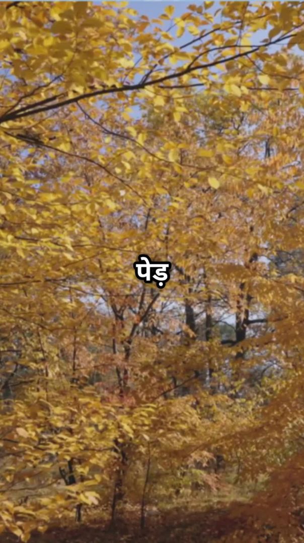 कुछ वनों को पर्णपाती क्यों कहा जाता है! #factsinhindi #plantfacts #plants #mastikipaathshala #shorts
