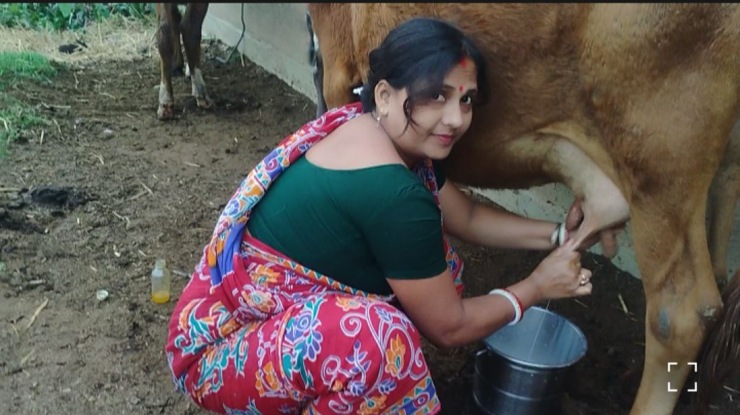 ⁣Daily Cow Milling Routine in village # familycowmilking#desicow#villagelife