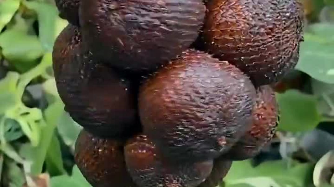 ⁣5 फल जिनके बारे में आपने कभी नहीं सुना होगा ! 5 Fruits you've never heard of !