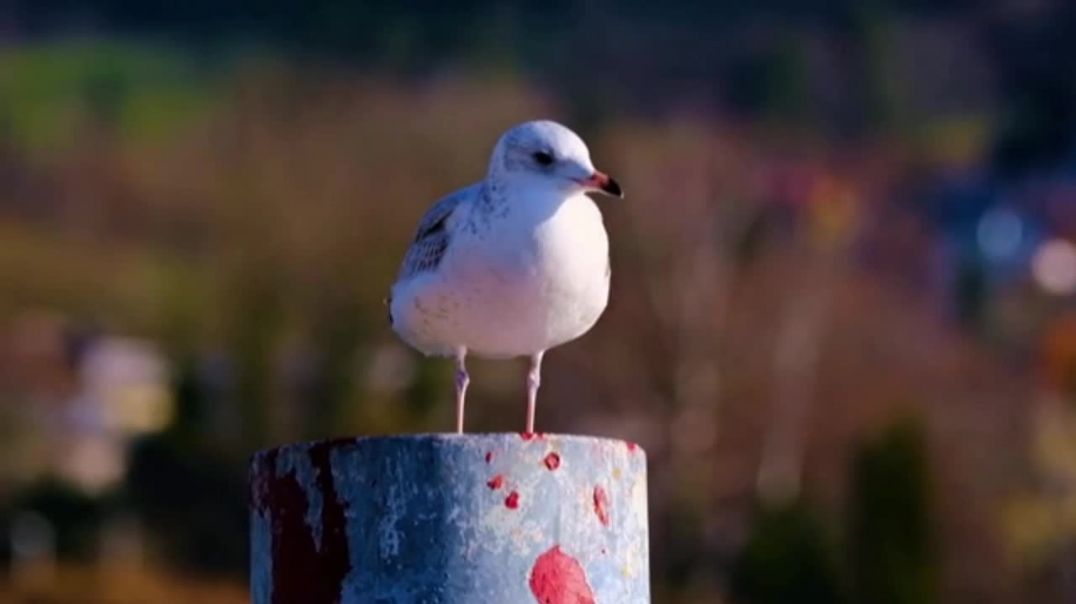 ⁣Beautiful Nature Birds Wildlife 4k Ultra Video