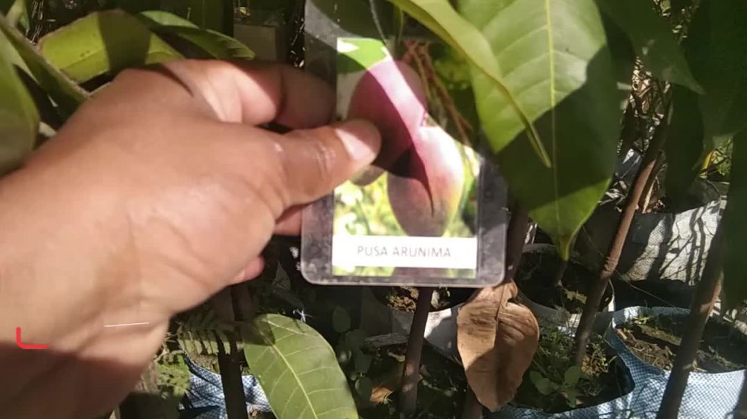 ⁣मैंने आज कुछ और पेड़-पौधे  लिया, आम की special variety