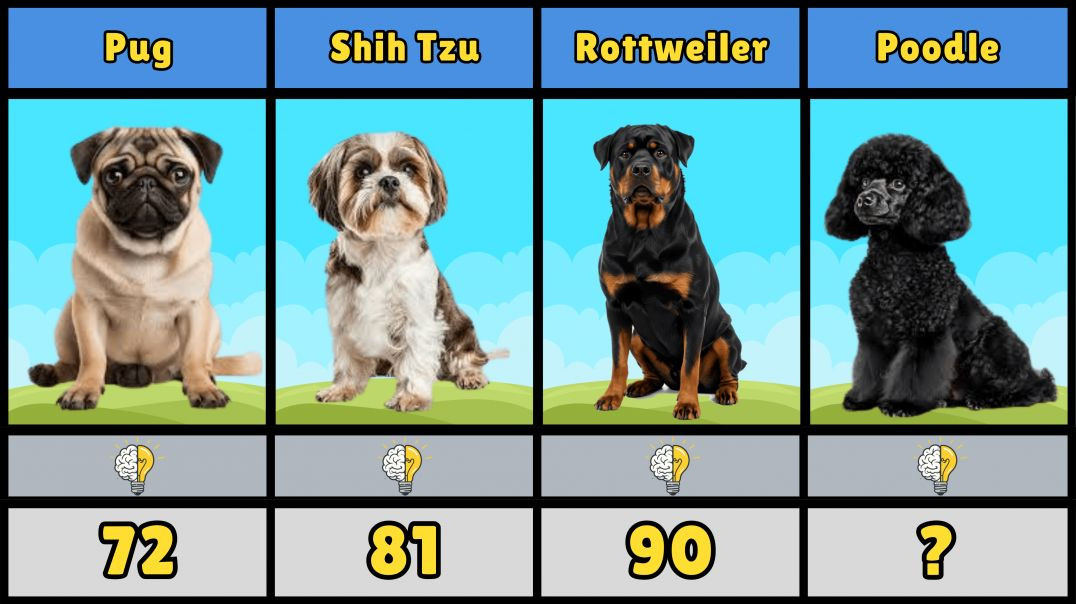 ⁣Dog Breeds Ranked by IQ: Who’s the Smartest?