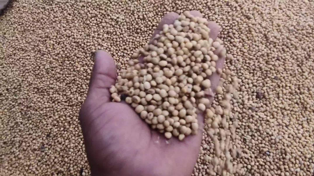 ⁣शुजालपुर मंडी भाव 16/03/2026