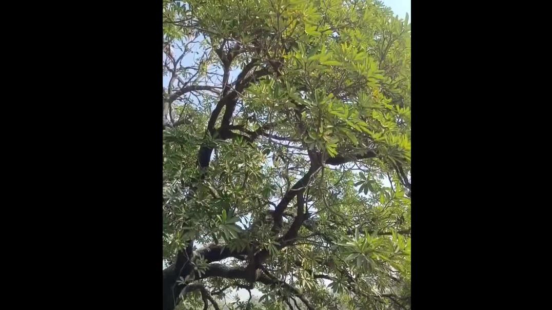 ⁣Visit to a zoo with Chacha # subscribe