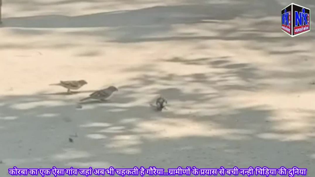 ⁣कोरबा का एक ऐसा गांव जहां अब भी चहकती है गौरैया…ग्रामीणों के प्रयास से बची नन्ही चिड़िया की दुनिया