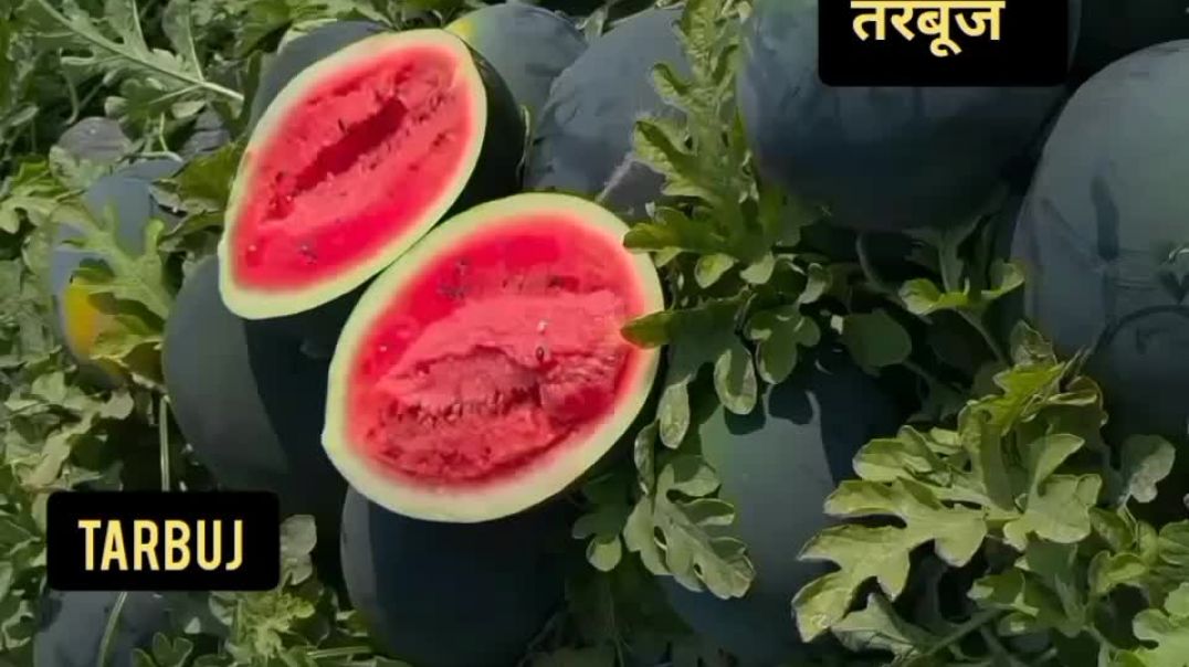 तरबूज का खेत Tarbuj Ka Khet