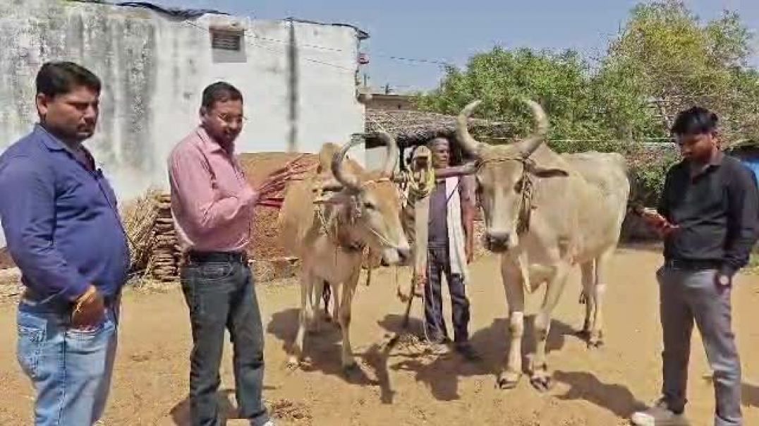 ⁣माननीय कृषि मंत्री Kirodi Lal Meena साहब के नेतृत्व में कृषि विभाग बैलों से खेती करने वाले किसानों क