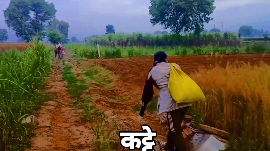 #villagevlog #gaonkilife #farminglife #desivlog #rurallife #indiavillage