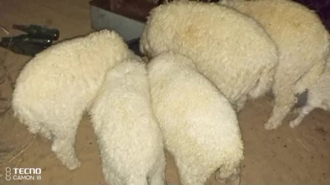 ⁣भेड़ो और छोटे बच्चों को दाना खिला रहे शाम के वक्त