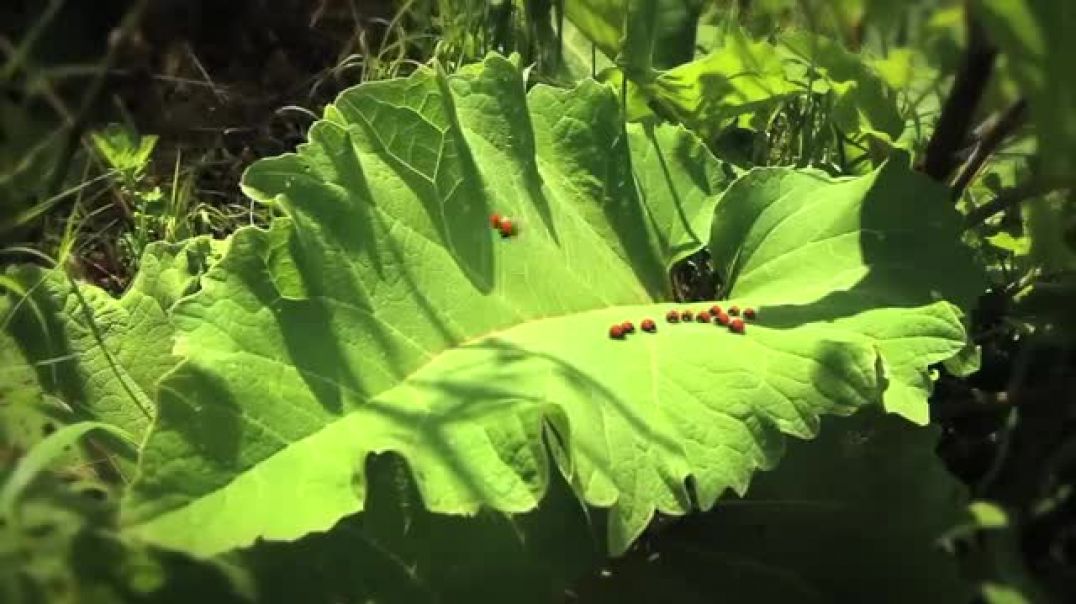 ⁣MINUSCULE_Clip_-__Racing_Bugs___2012_funny🤣video