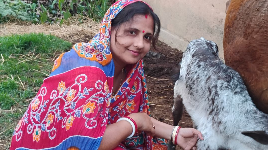 ⁣Village cow milking video #cowmilking#villagelife# trending video #cowsvideo