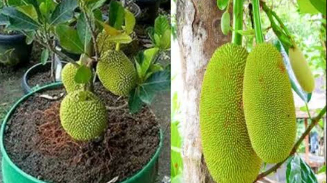⁣How To Grow Jackfruit Tree: कटहल का पेड़ कैसे ...
