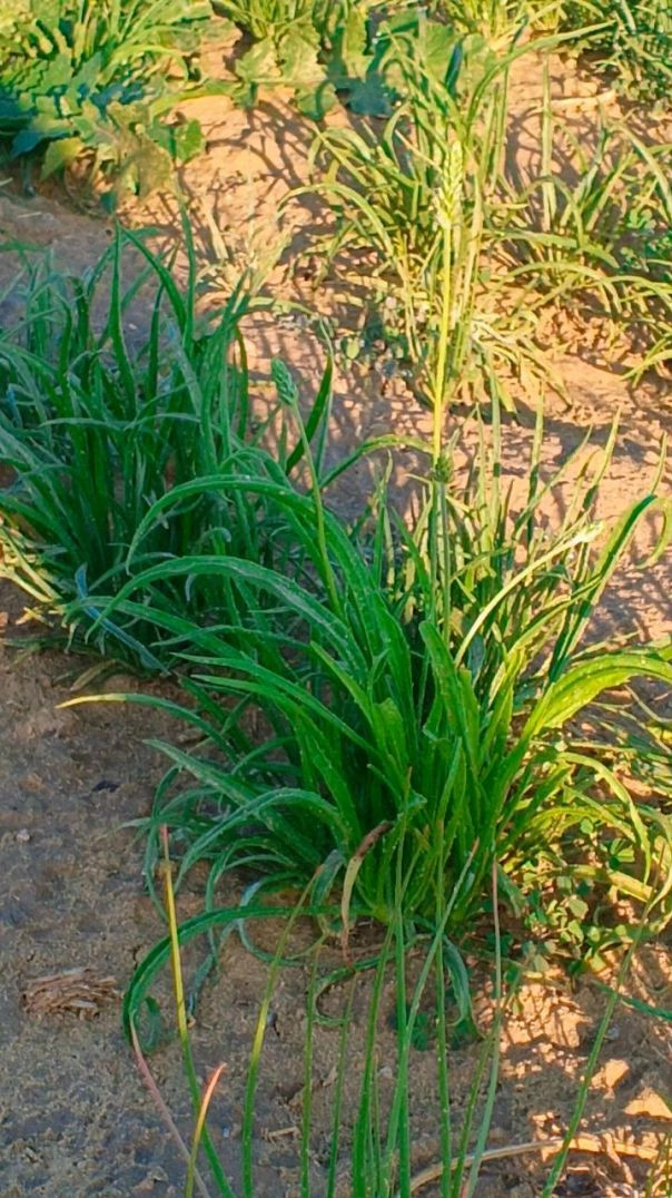 VID_20260207_203729_939