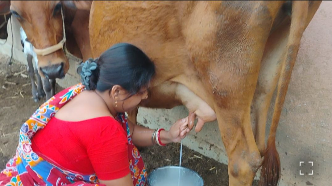 ⁣Our Village Life l Fresh Milk from Cow #villagelife#cowmilking