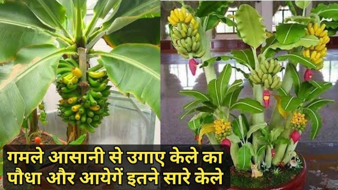 ⁣सतत रूप से हरित बनें! Go Green Sustainably!