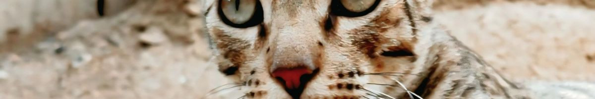 rock_killer__08 rock_killer__08