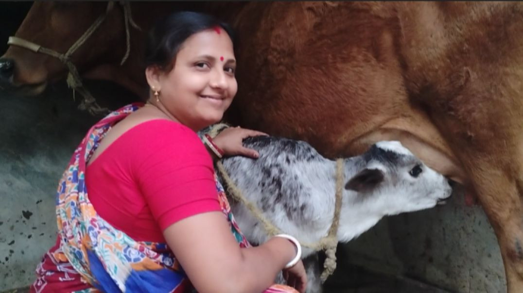 ⁣রোজ বিকেলের কাজ আমাদের গঙ্গার দুধ দোহনের 🇮🇳# villagelife # familyvlog #cowmilking