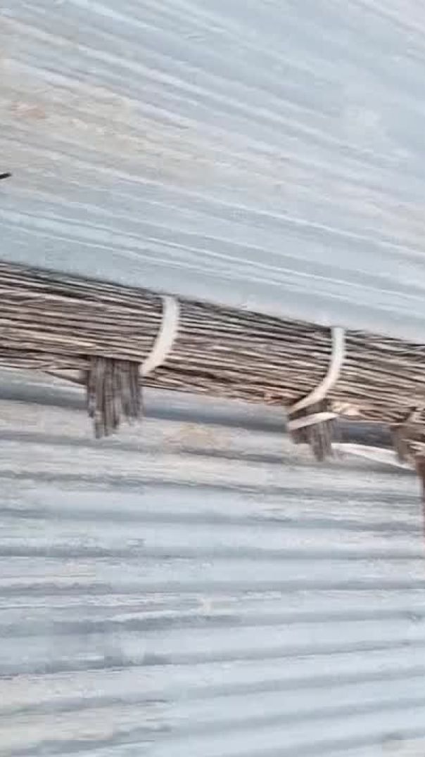 Capcut creater