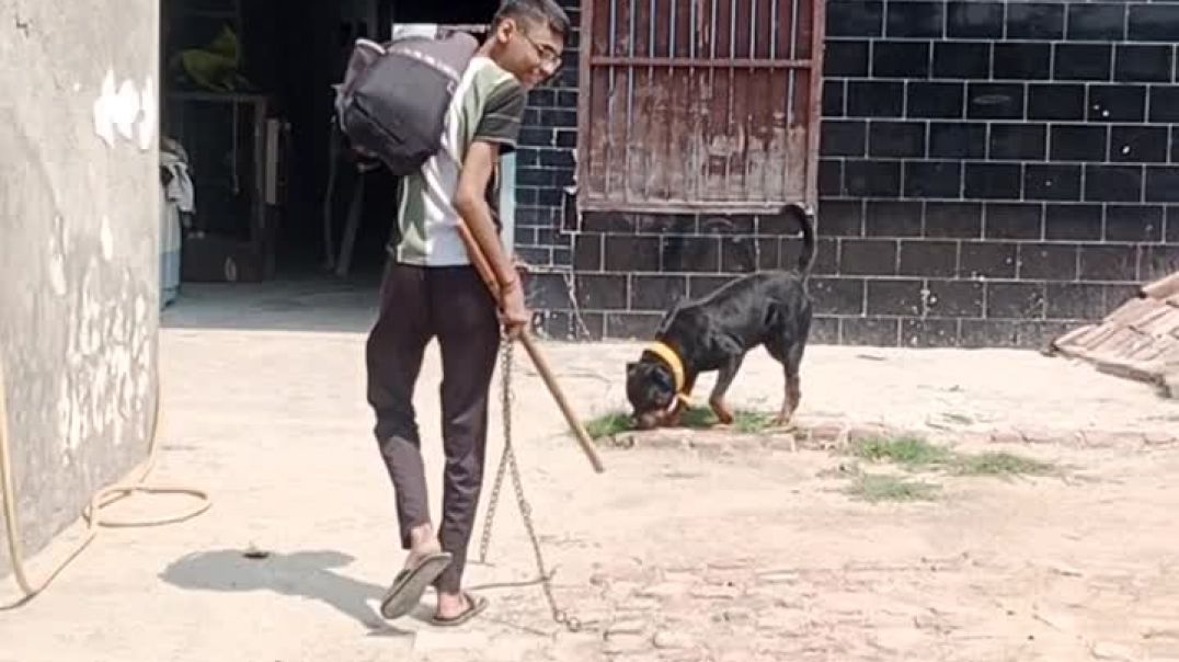 Rottweiler
