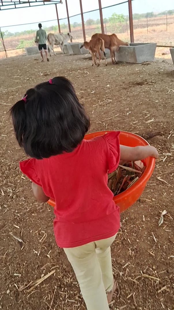 मका कुट्टी, पशुपालक