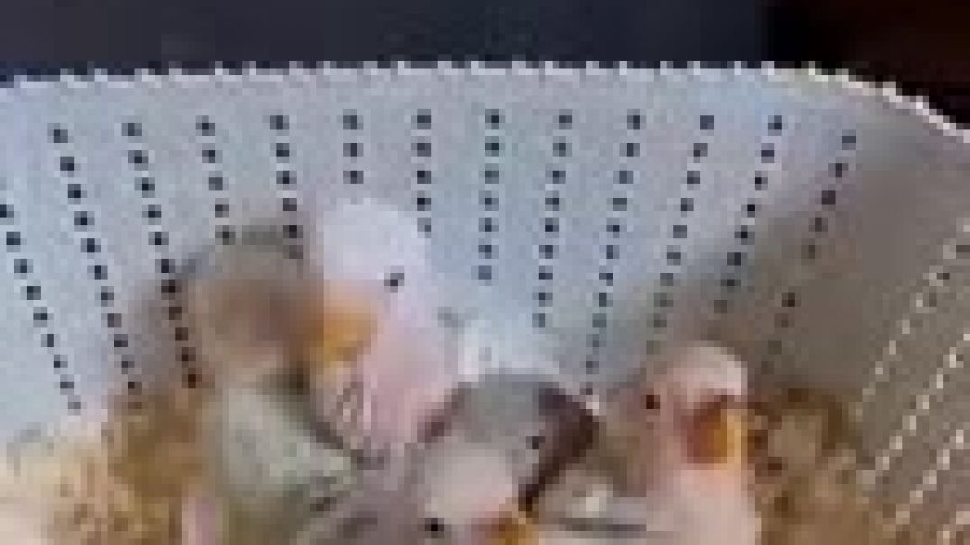 ⁣Man_Builds_Paradise_for_Birds…_Ending_is_Unbelievable!_😳_#shorts_#animals_#birds(144p)
