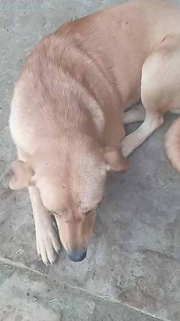 Animals Lover
