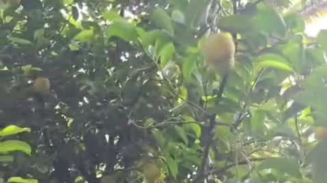 ⁣VID-20251208-WA0153