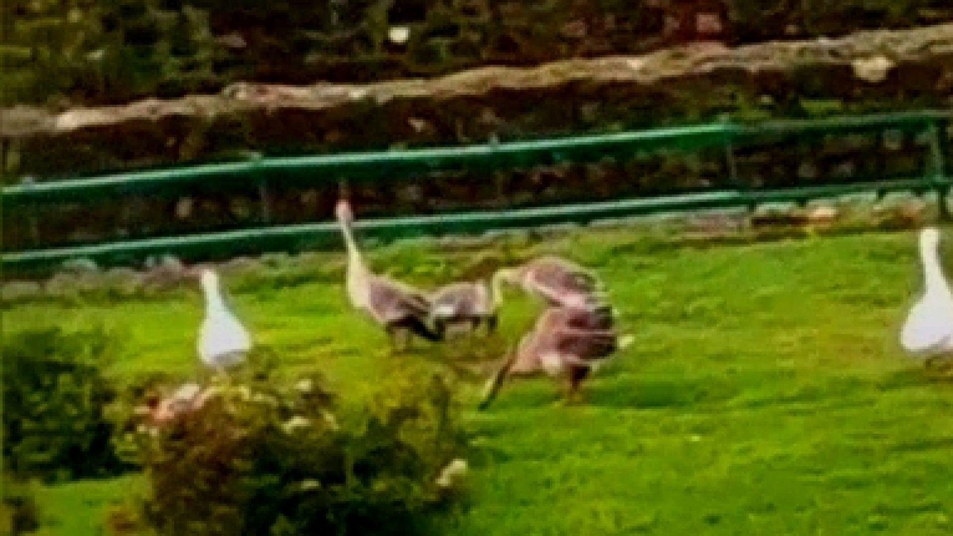 Duck बतख