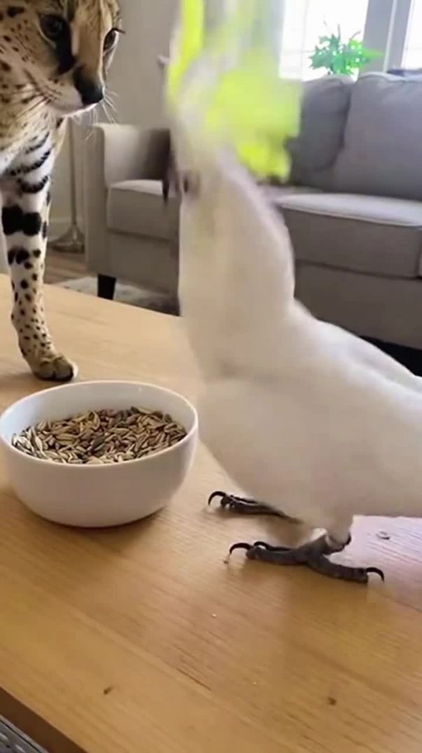 Cute video