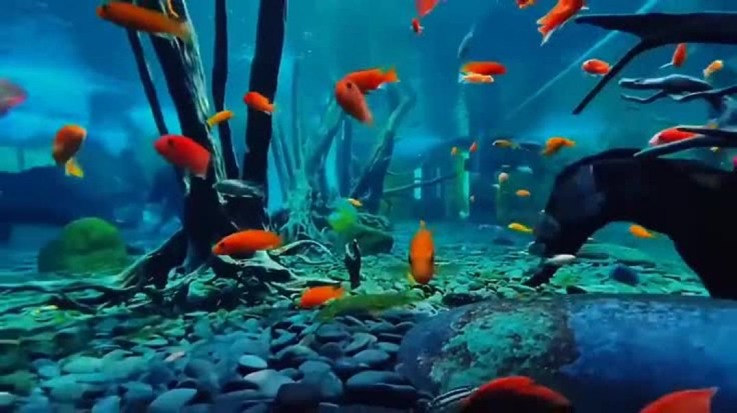 ⁣Arowana, African Cichlids, and Discus video 📹