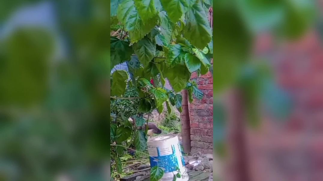 ⁣दाना डालते ही मोरनी क्या किया