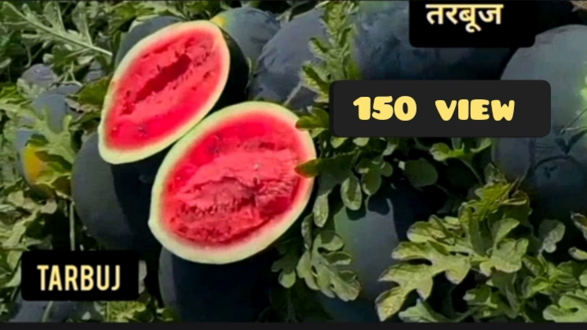तरबूज का खेत