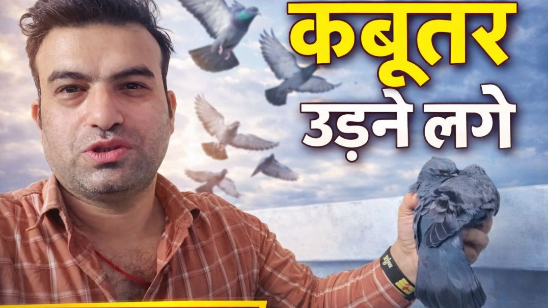 ⁣Kabootar Udne Lage 🕊️ | कबूतर उड़ने लगे | Pigeon Flying Training & Full Video 2026