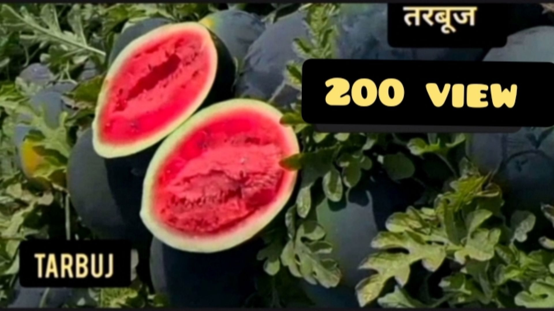 तरबूज का खेत