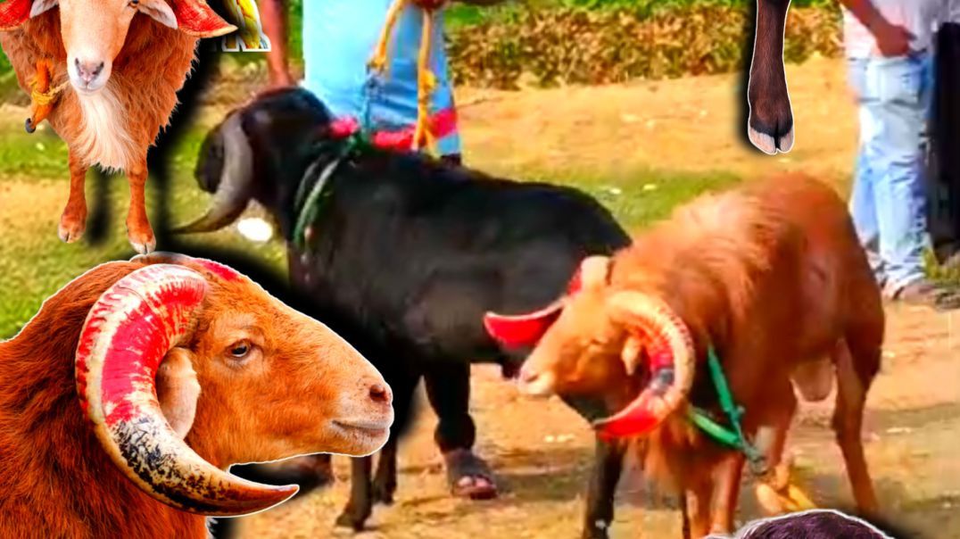 ⁣Big ram quality sheep breeder video//Sheep livestock farming odisha