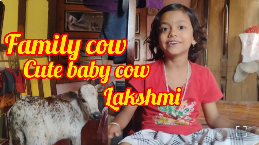 ⁣आज लक्ष्मी घर के अंदर आ गया। Cute baby cow Moments # family vlog #villagevlog# trending video #rajuda