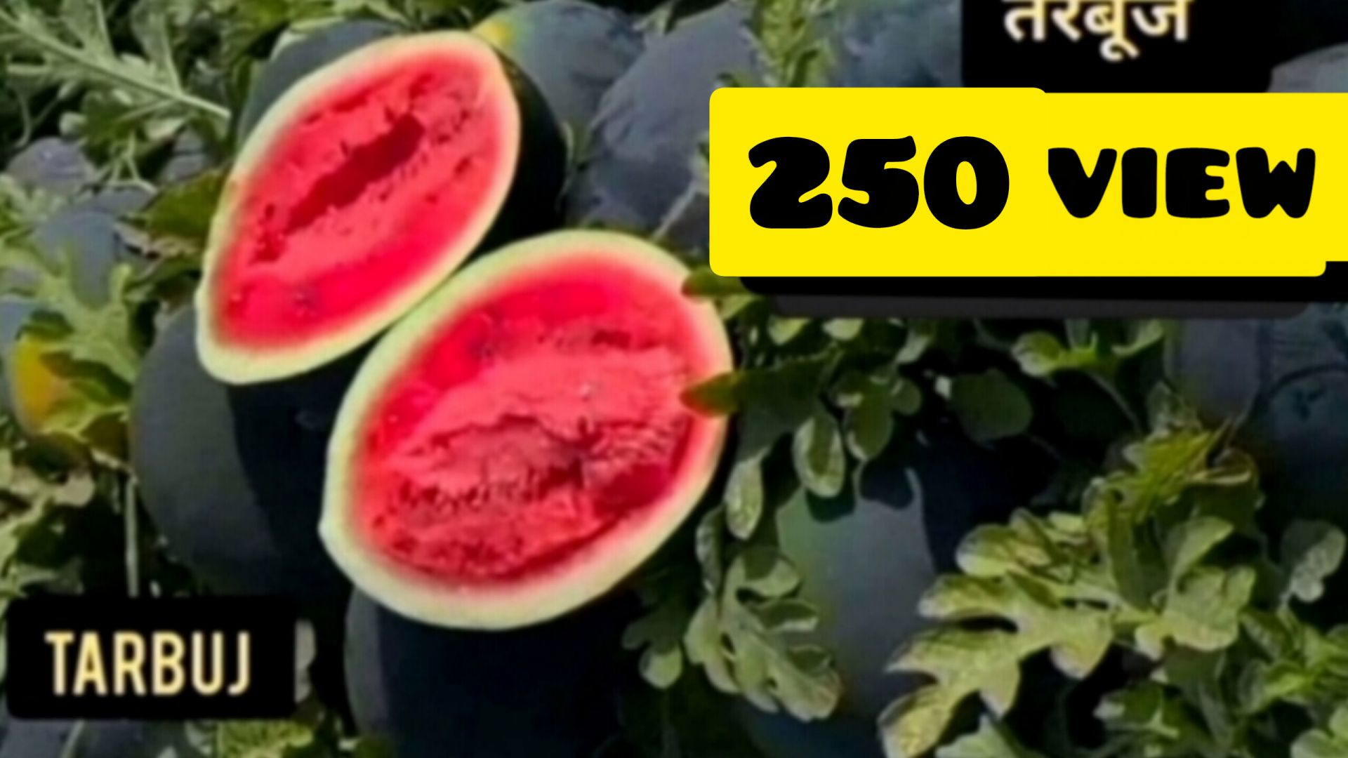 ⁣तरबूज का खेत Naeem