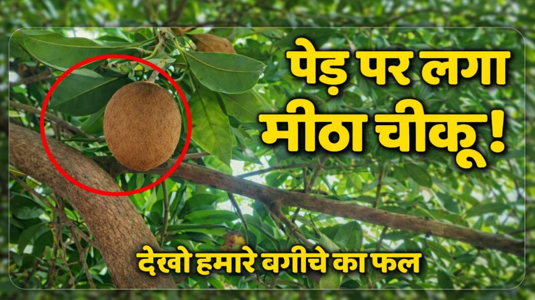 ⁣“हमारे बगीचे में पेड़ पर लगे मीठे चीकू 🍈”“Look at the fruit of our garden.”