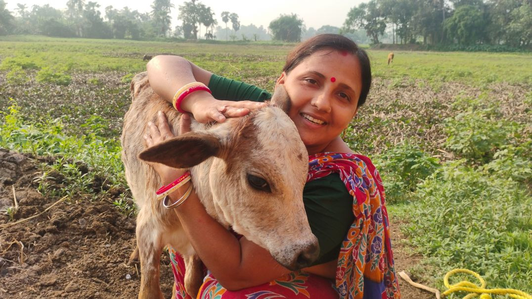 ⁣हमारा लक्ष्मी सब कुछ समझती है l cute baby cow # familyvlog#dailyvlog#villagelife