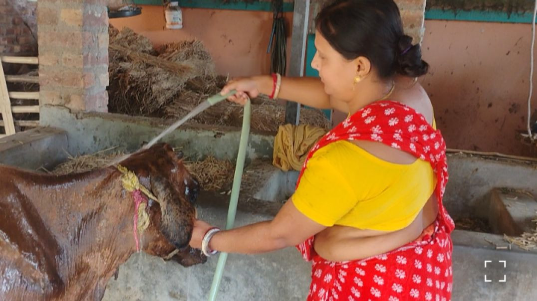 রানি কি এমোন খেলো যে পেট এতো ফুলে উঠেছে #familydairyroutine#villagelife